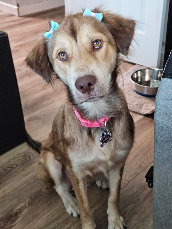 Daisy (Cleveland Mama) Image