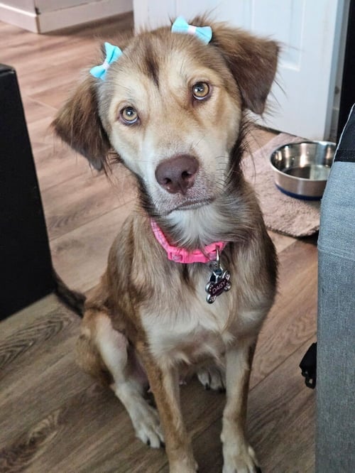 DAISY (CLEVELAND MAMA) - Retriever available for adoption