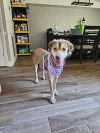 Daisy (Cleveland Mama) - Photo 3
