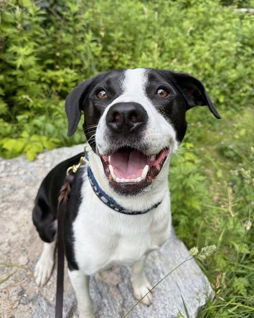 AC - GUMBO AKA GUMBY - Border Collie / Labrador Retriever available for adoption