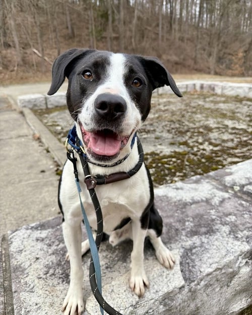 AC - GUMBO AKA GUMBY - Border Collie / Labrador Retriever available for adoption