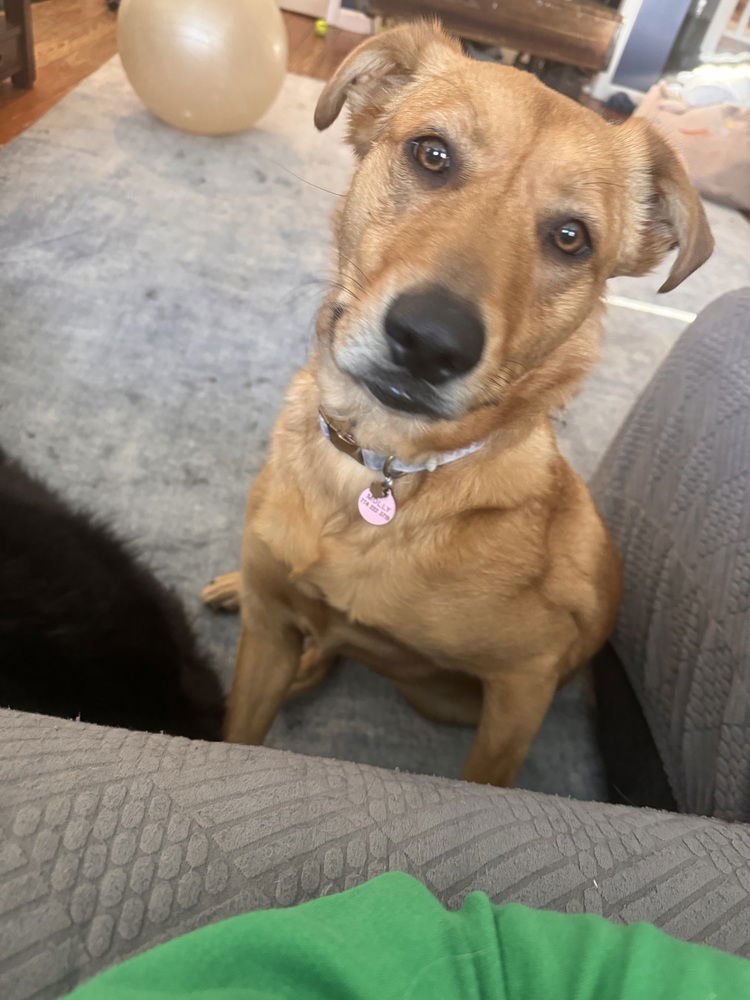 AC - MOLLY (CHARLEY C-DUO) - Labrador Retriever / Golden Retriever available for adoption