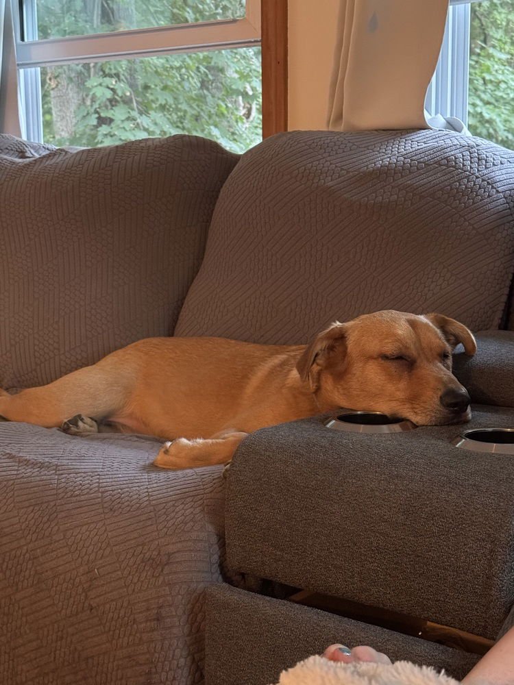 AC - MOLLY (CHARLEY C-DUO) - Labrador Retriever / Golden Retriever available for adoption