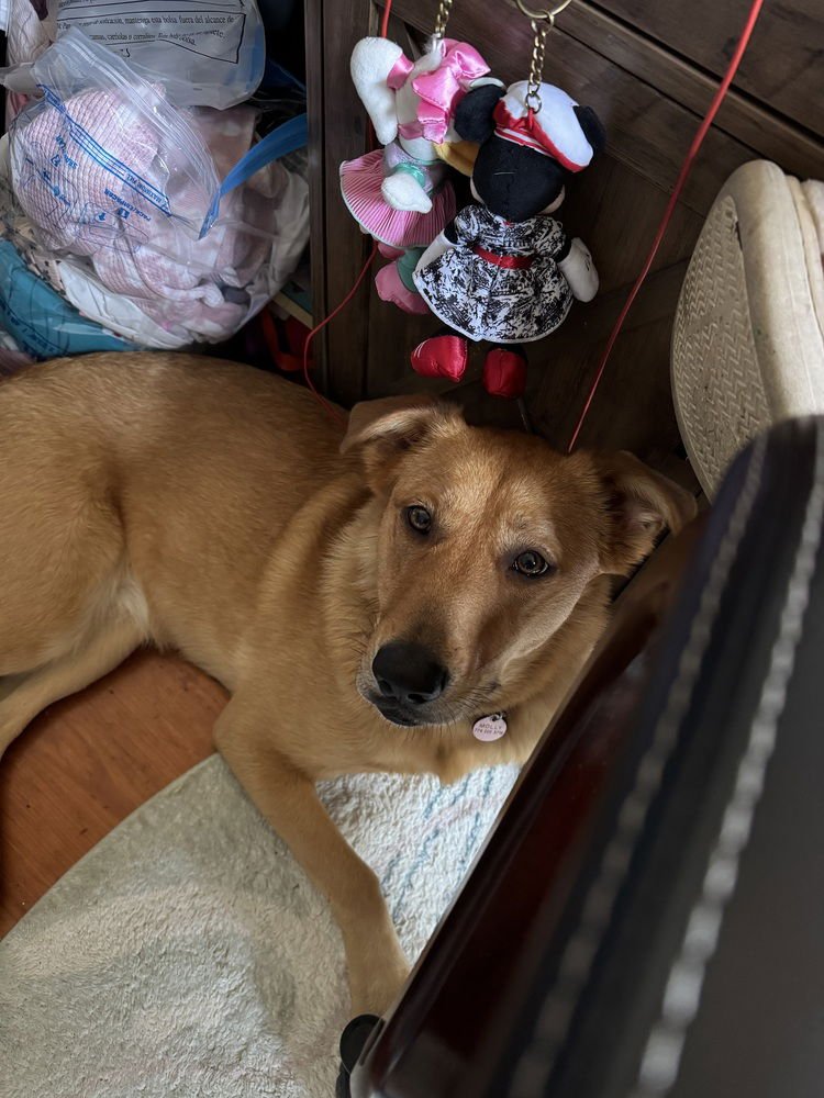 AC - Molly (Charley C-Duo) - Photo 3