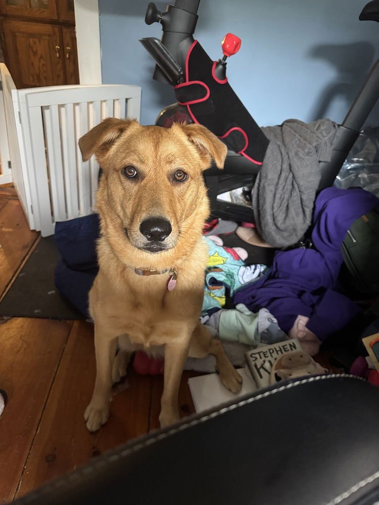 AC - Molly (Charley C-Duo) - Photo 4