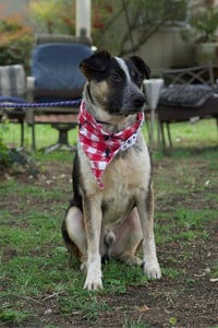 Boots (Brianna's Litter) - Photo 4