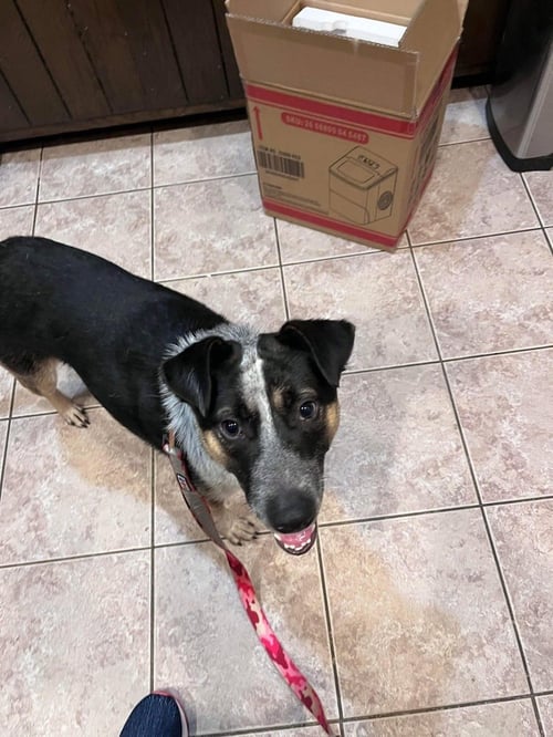 BOOTS (BRIANNA'S LITTER) - Shepherd / Australian Cattle Dog/Blue Heeler available for adoption