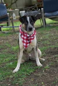Boots (Brianna's Litter) - Photo 3