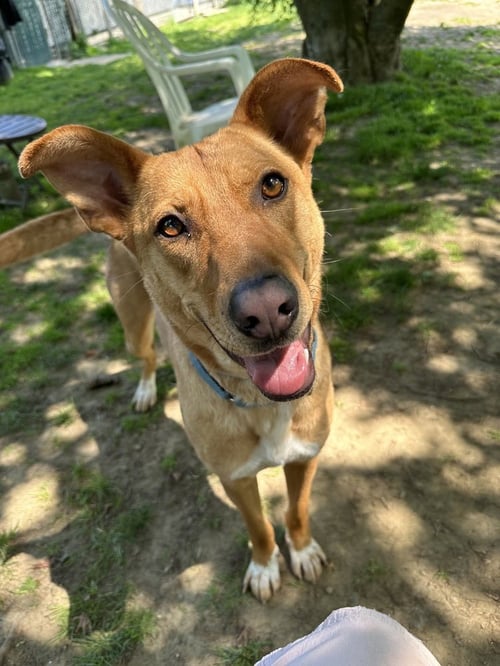CHARMING CHANCE - Hound / Labrador Retriever available for adoption