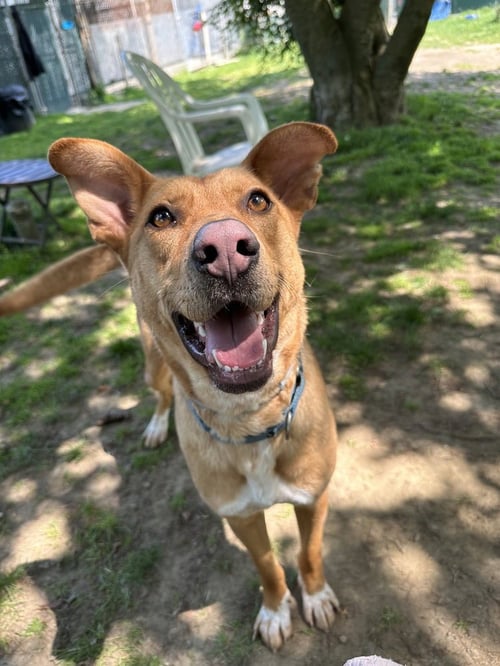 CHARMING CHANCE - Hound / Labrador Retriever available for adoption
