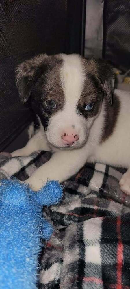HANK (OAKLEY'S LITTER) - Border Collie available for adoption