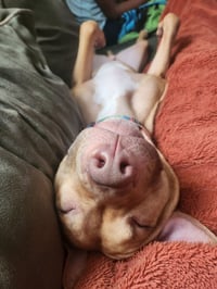 AC - Whiskey aka Snuggles - Photo 3