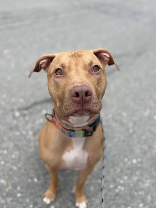 AC - WHISKEY AKA SNUGGLES - American Pit Bull Terrier available for adoption