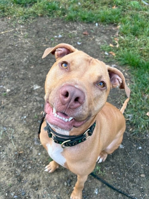 AC - WHISKEY AKA SNUGGLES - American Pit Bull Terrier available for adoption