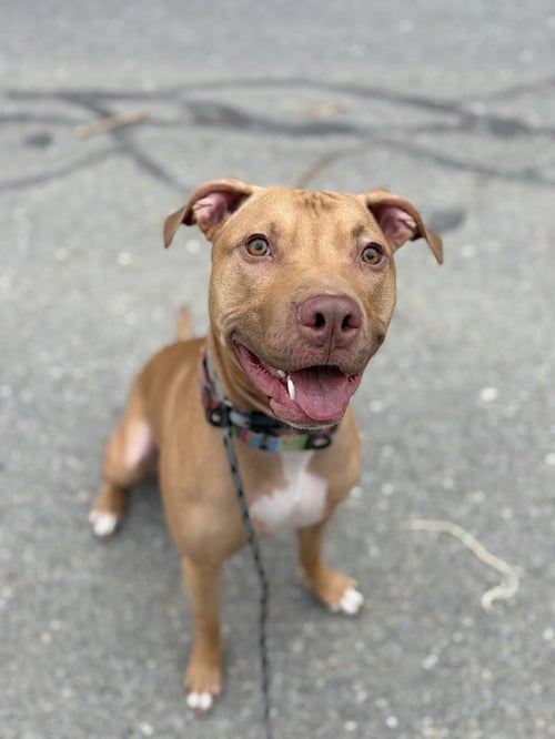AC - WHISKEY AKA SNUGGLES - American Pit Bull Terrier available for adoption