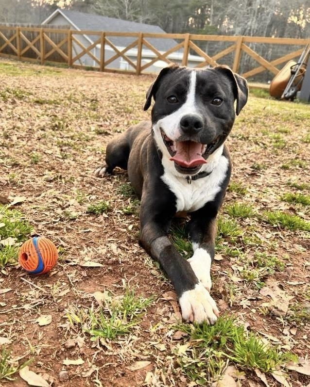 BUCK THE BEAUTIFUL - American Staffordshire Terrier / Labrador Retriever available for adoption