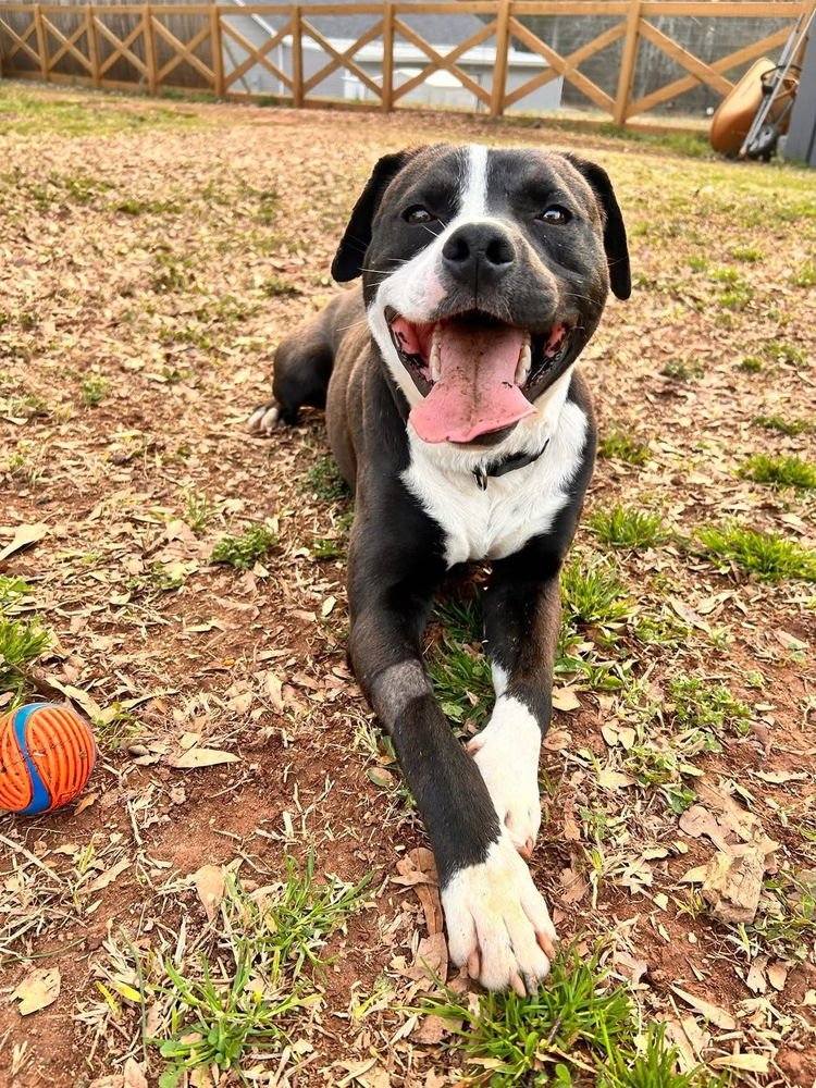 BUCK THE BEAUTIFUL - American Staffordshire Terrier / Labrador Retriever available for adoption