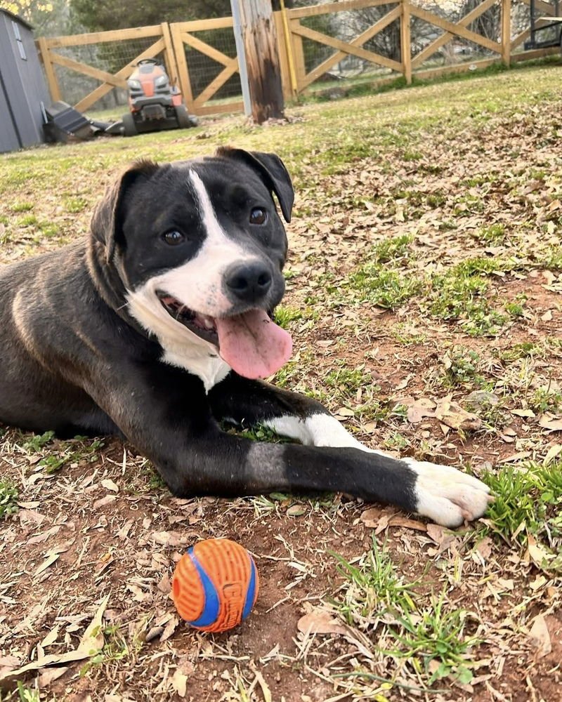 Buck the Beautiful - Photo 3