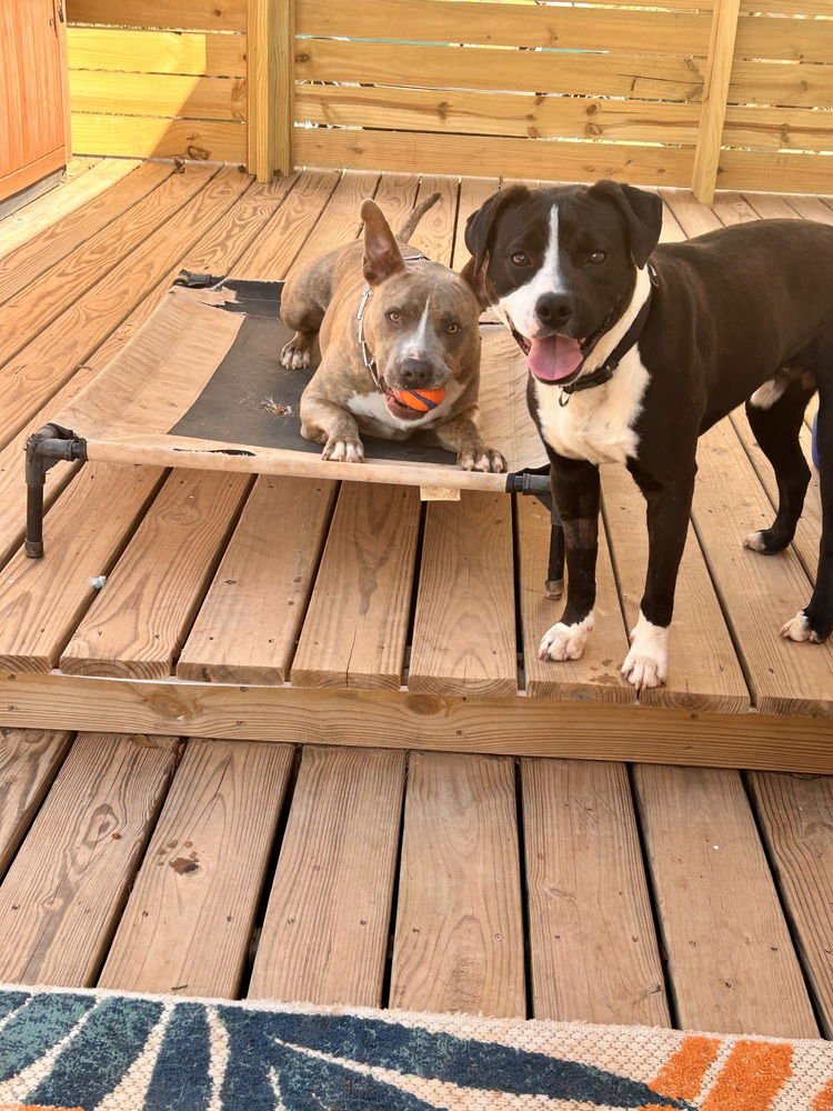 Buck the Beautiful - Photo 4