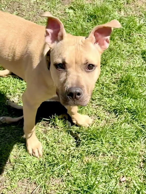 Gigi the Gorgeous Image