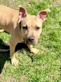 Gigi the Gorgeous - Photo 1