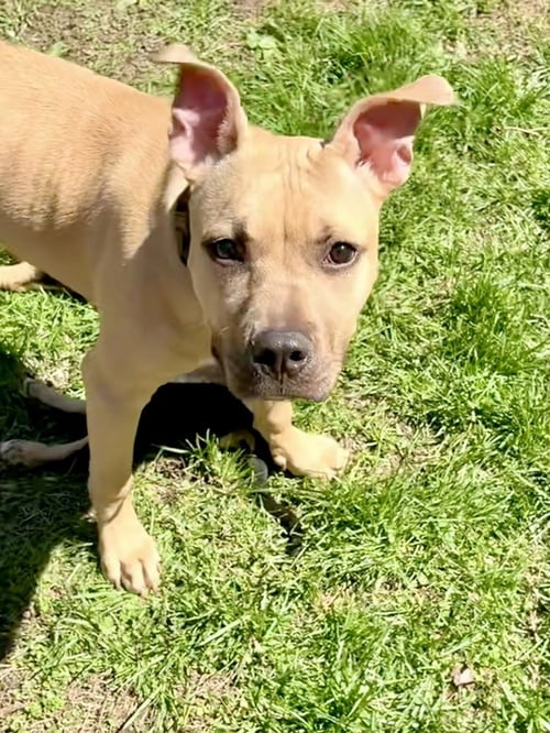 GIGI THE GORGEOUS - American Staffordshire Terrier / American Pit Bull Terrier available for adoption