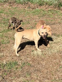 Gigi the Gorgeous - Photo 2