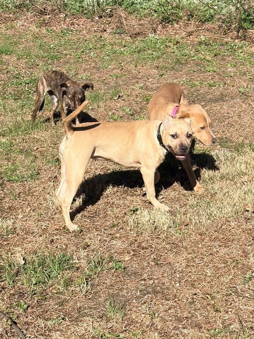 GIGI THE GORGEOUS - American Staffordshire Terrier / American Pit Bull Terrier available for adoption