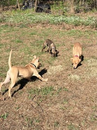 Gigi the Gorgeous - Photo 3