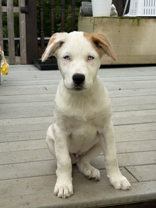 NAGA (N PUPPIES) - Great Pyrenees available for adoption