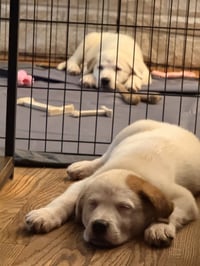 Naga (N Puppies) - Photo 4