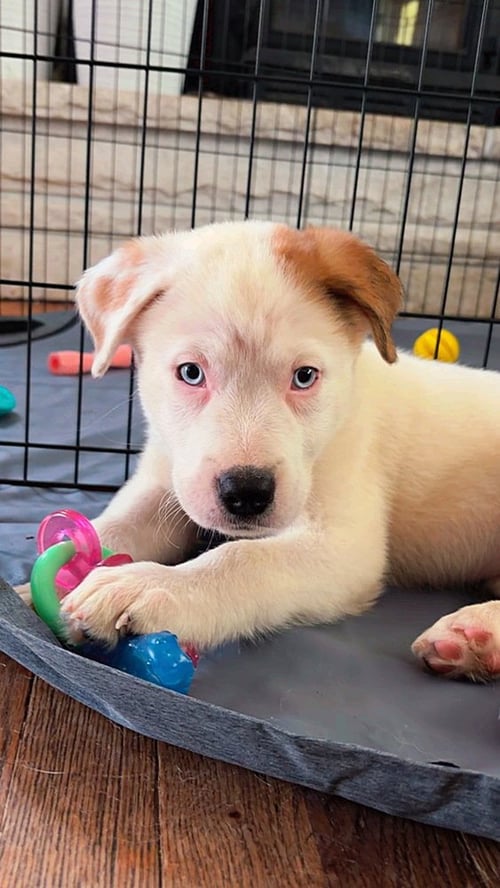 NAGA (N PUPPIES) - Great Pyrenees available for adoption