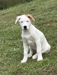 Naga (N Puppies) - Photo 3