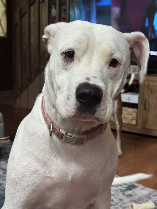 BJ (FKA LUNA) - American Staffordshire Terrier available for adoption