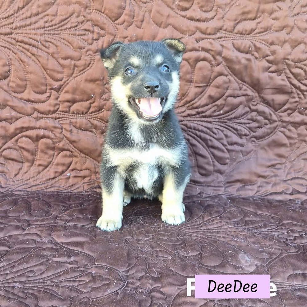 DEEDEE (DARCY'S LITTER) - Australian Cattle Dog/Blue Heeler / German Shepherd Dog available for adoption
