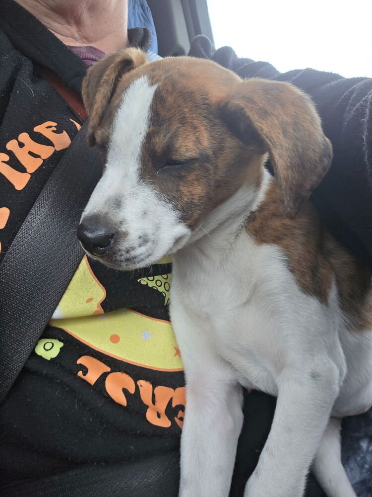 LYRA - Labrador Retriever / Terrier available for adoption