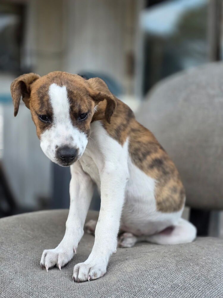 LYRA - Labrador Retriever / Terrier available for adoption