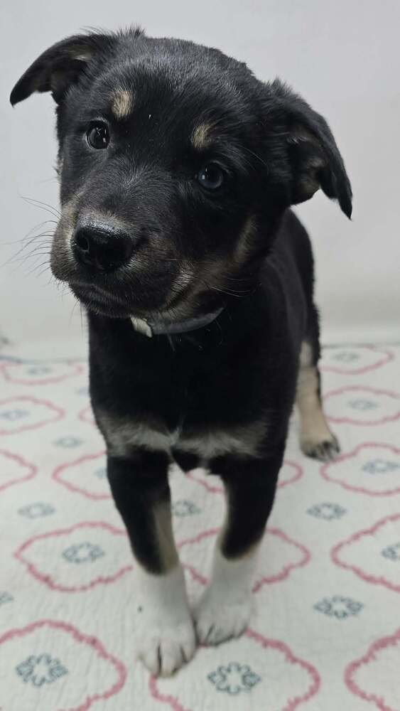 ARCADIA (A-LITTER) - Australian Shepherd available for adoption