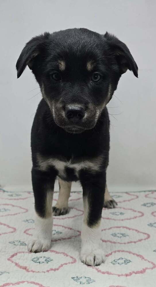 ARCADIA (A-LITTER) - Australian Shepherd available for adoption