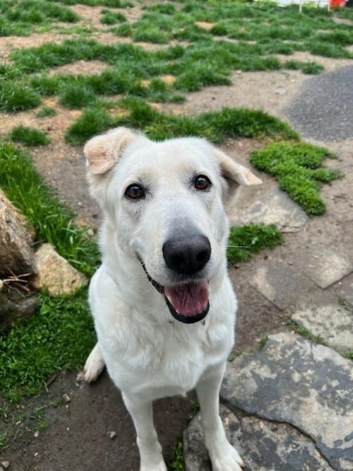 AC - CANTALOUPE - Labrador Retriever / Labrador Retriever available for adoption