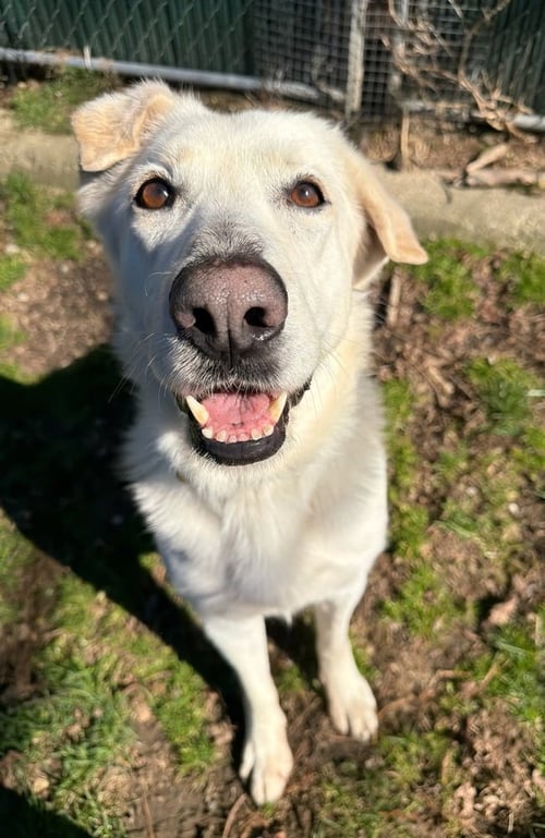 AC - CANTALOUPE - Labrador Retriever / Labrador Retriever available for adoption