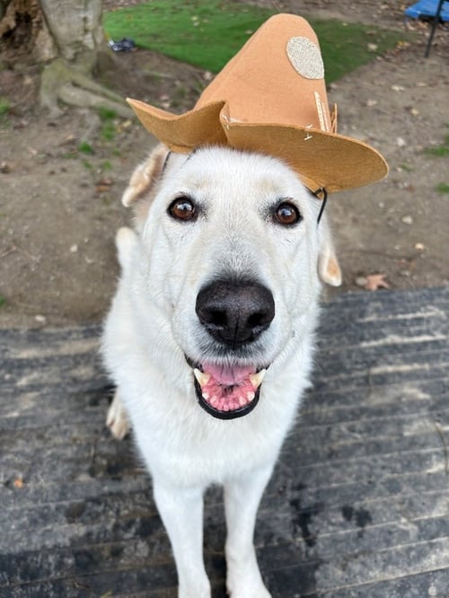 AC - CANTALOUPE - Labrador Retriever / Labrador Retriever available for adoption