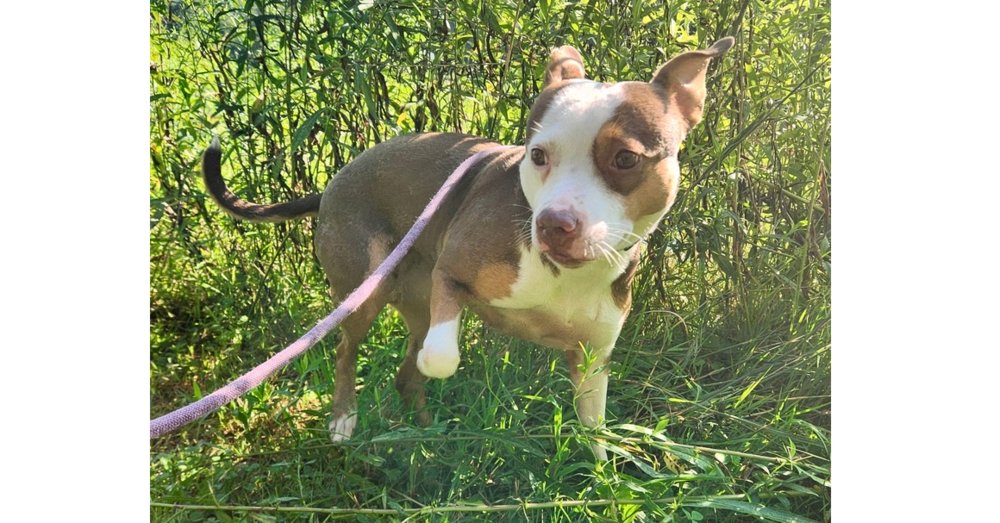 DALLAS - Staffordshire Bull Terrier / Terrier available for adoption