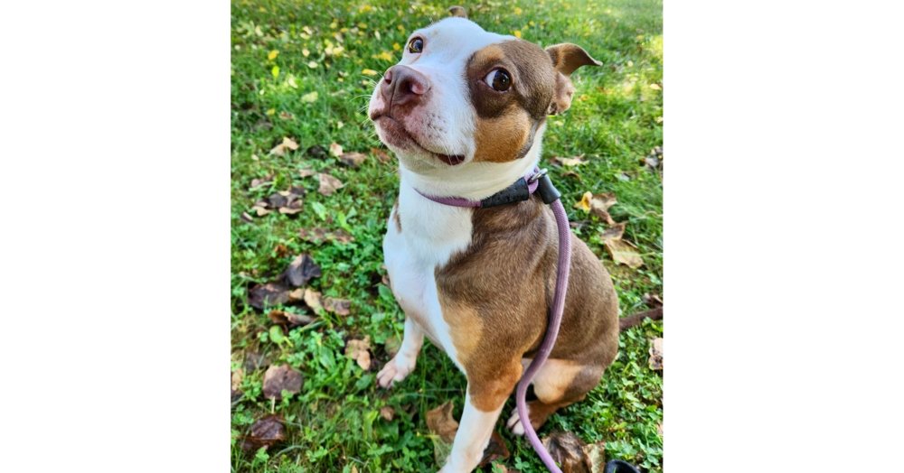 DALLAS - Staffordshire Bull Terrier / Terrier available for adoption