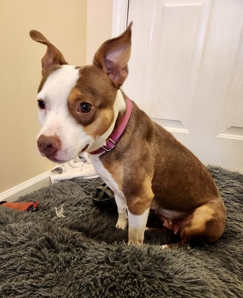 DALLAS - Staffordshire Bull Terrier / Terrier available for adoption