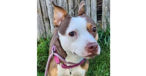 DALLAS - Staffordshire Bull Terrier / Terrier available for adoption