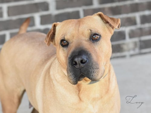 LUCY 2 - Shar Pei / American Pit Bull Terrier available for adoption