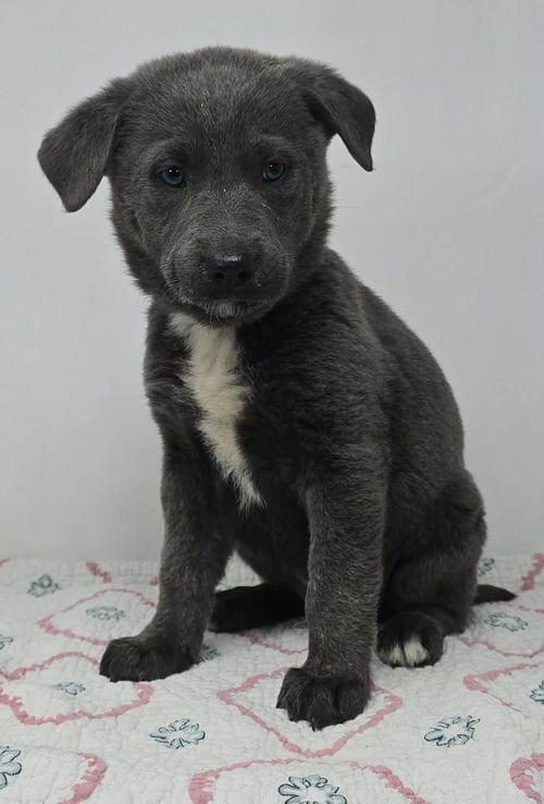 BLUE COMET (B BABIES) - German Shepherd Dog available for adoption
