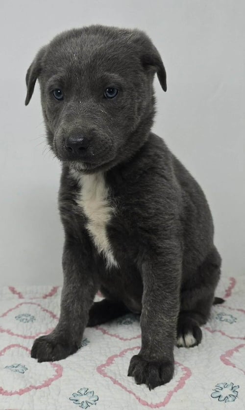 BLUE COMET (B BABIES) - German Shepherd Dog available for adoption