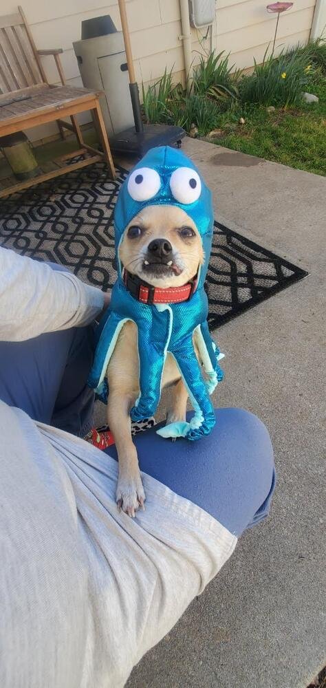 RICO - Chihuahua available for adoption